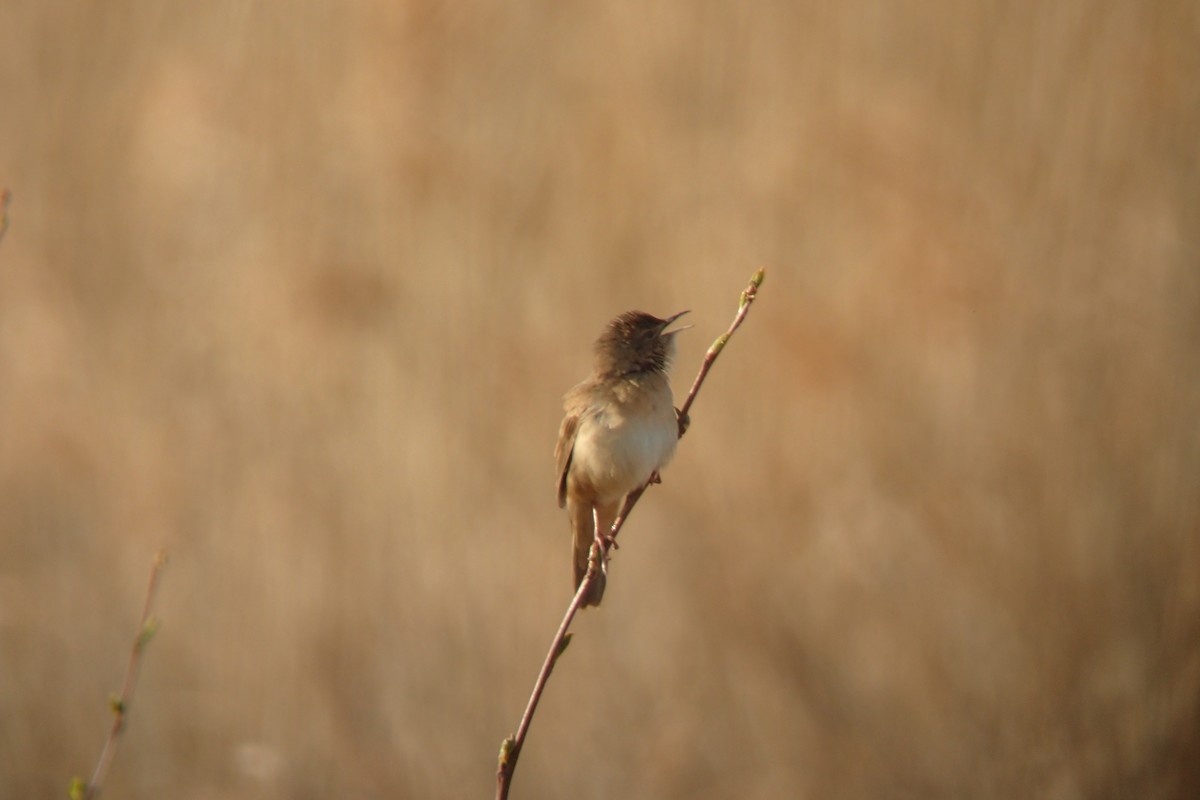 Savi's Warbler - Philip Steinhoff