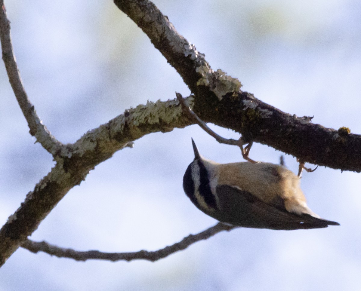 Red-breasted Nuthatch - ML332392801