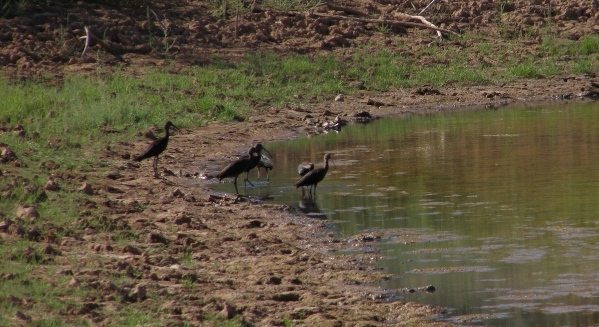 White-faced Ibis - ML33239291