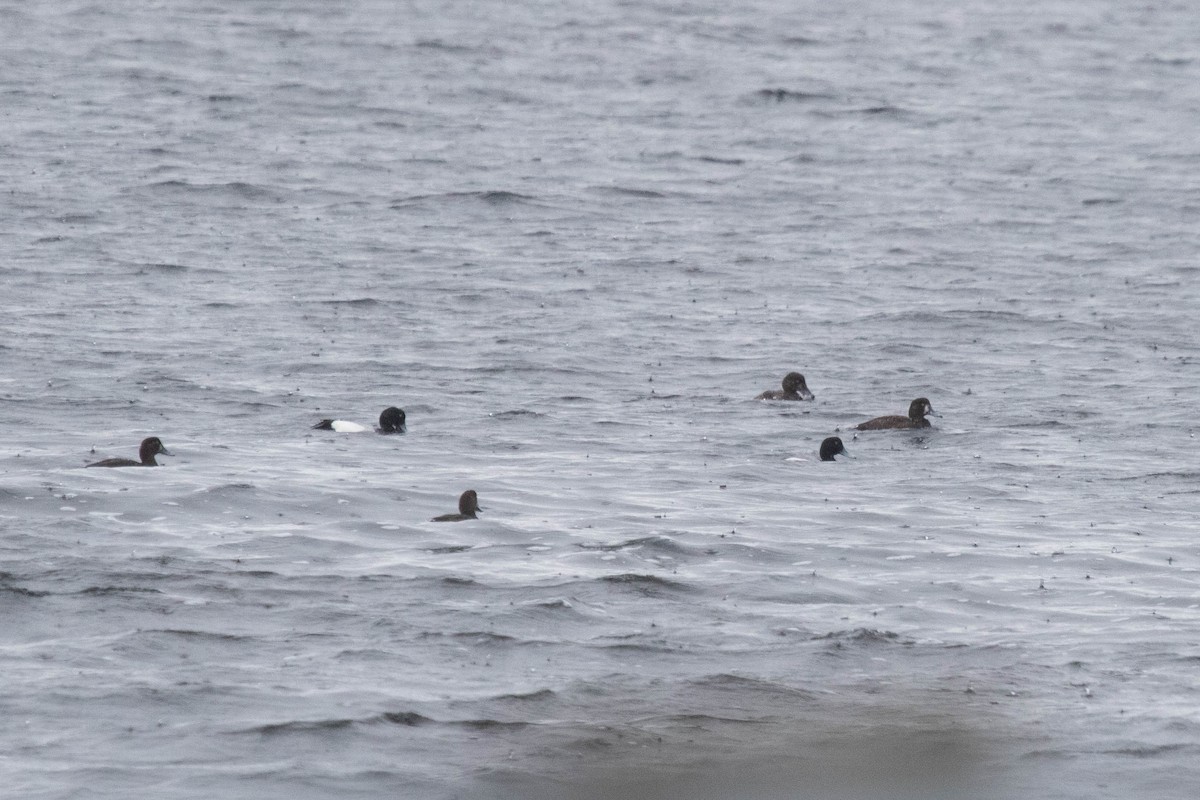 Greater Scaup - ML332393041