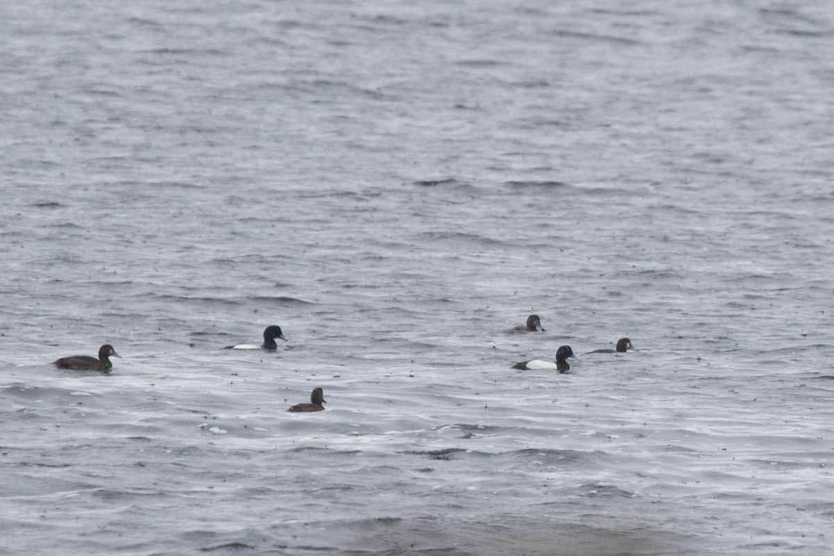 Greater Scaup - ML332393061