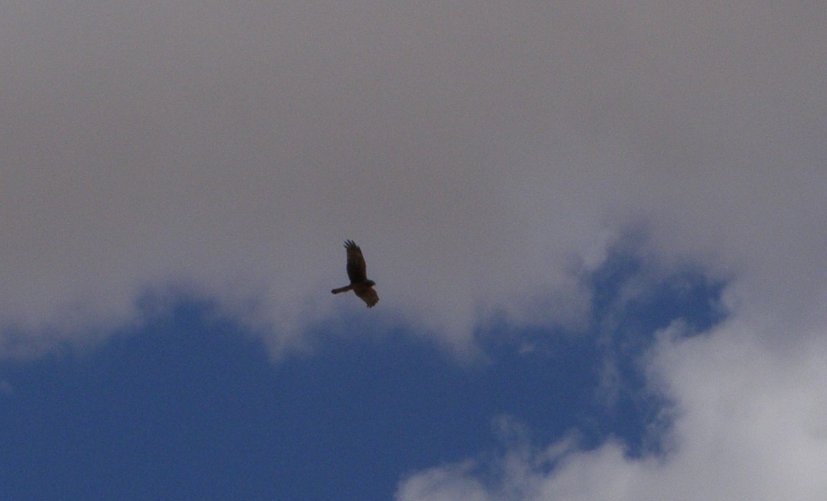 Northern Harrier - ML33239311