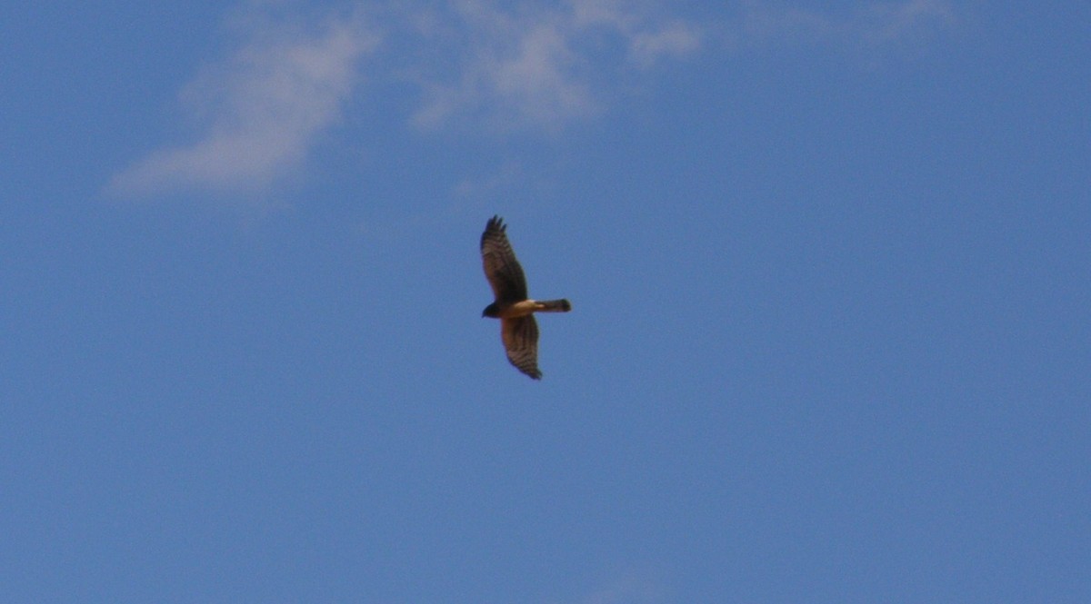 Northern Harrier - ML33239321