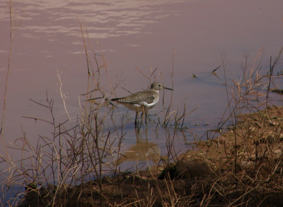 Solitary Sandpiper - ML33239331