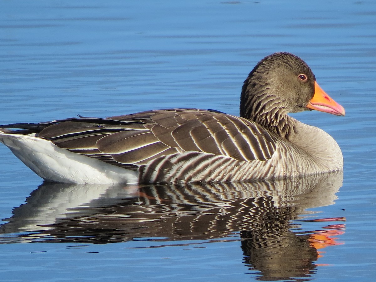 Graylag Goose - ML332394031