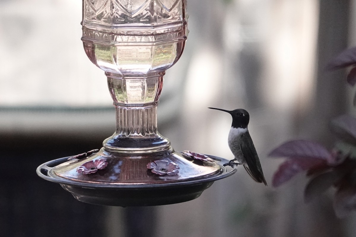 Black-chinned Hummingbird - H.M. Hofling