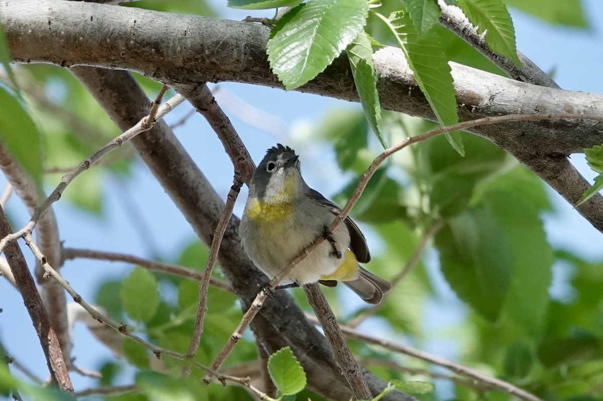 Virginia's Warbler - ML332398791