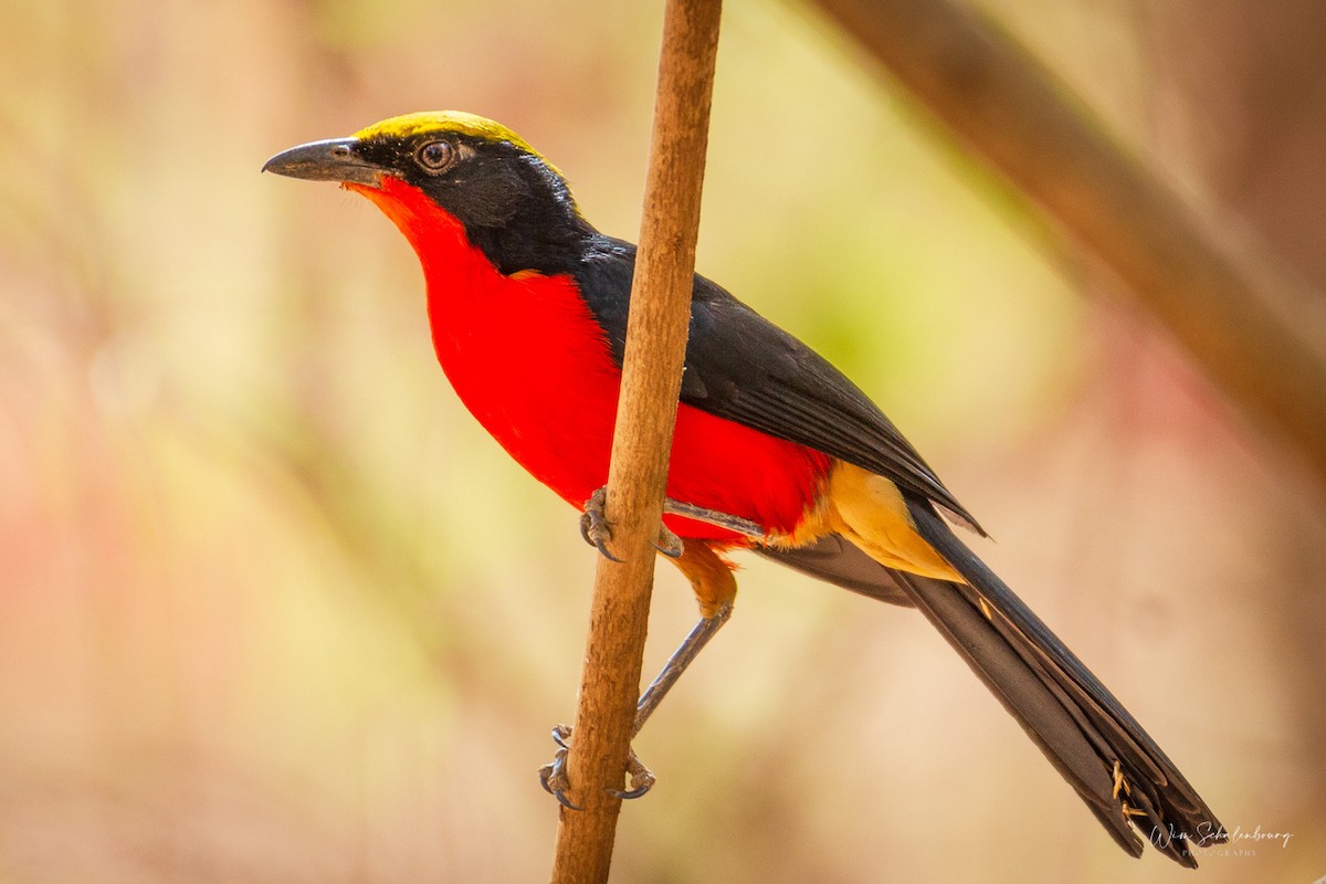 Yellow-crowned Gonolek - ML332400101
