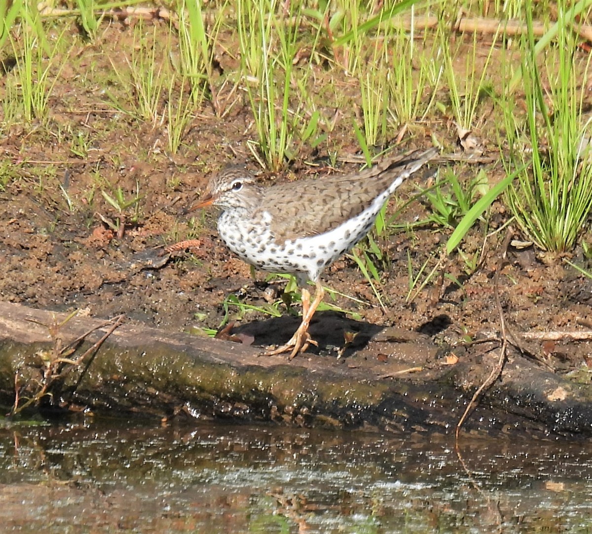 Spotted Sandpiper - ML332404801