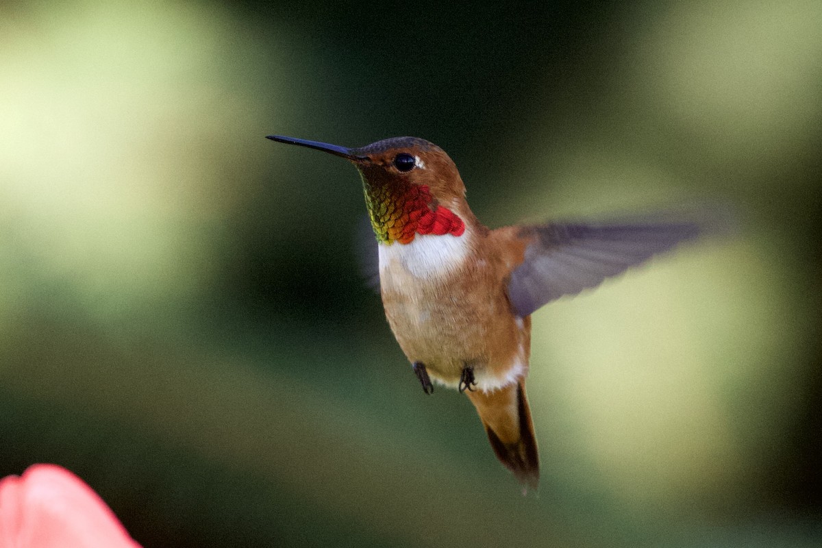 Rufous Hummingbird - ML332406911