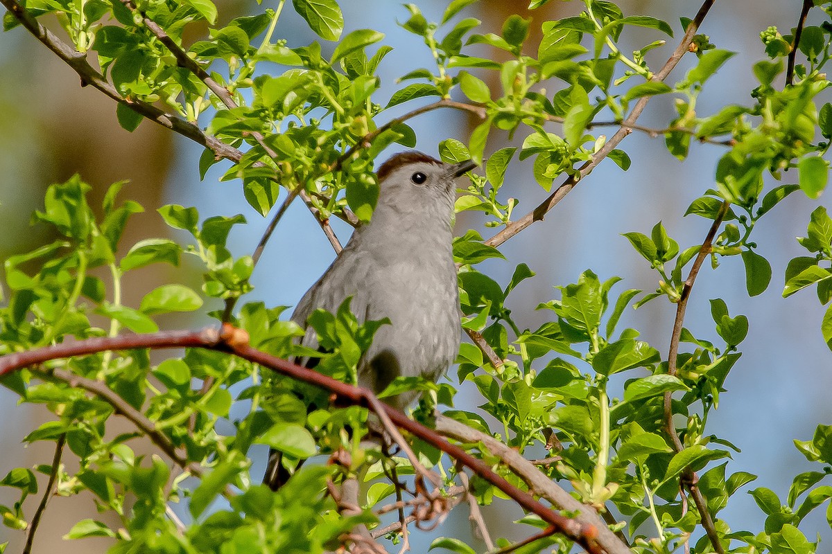 Gray Catbird - ML332406971