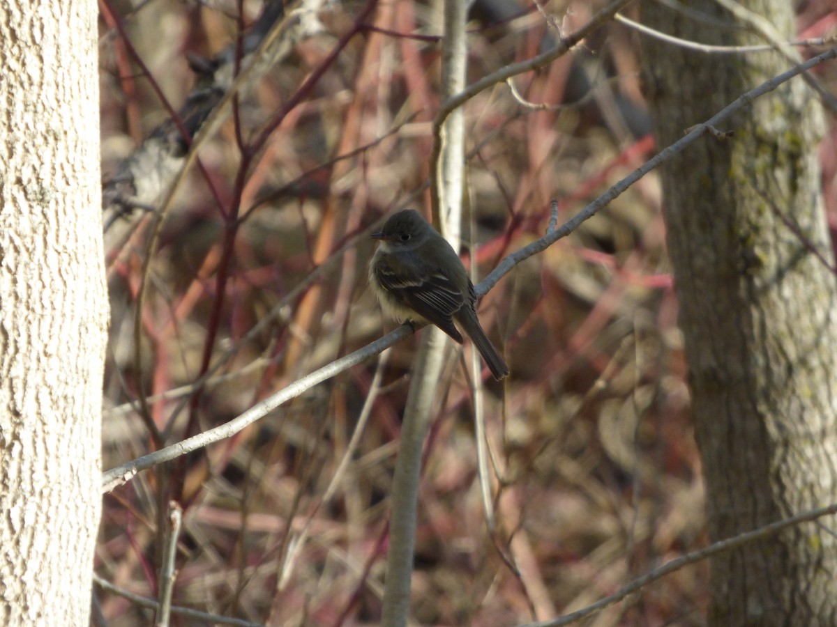 Least Flycatcher - ML332407041