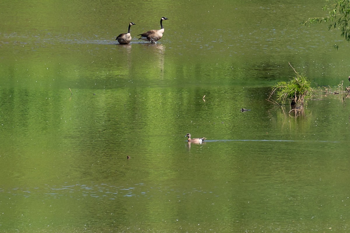 American Wigeon - Niki Robertson