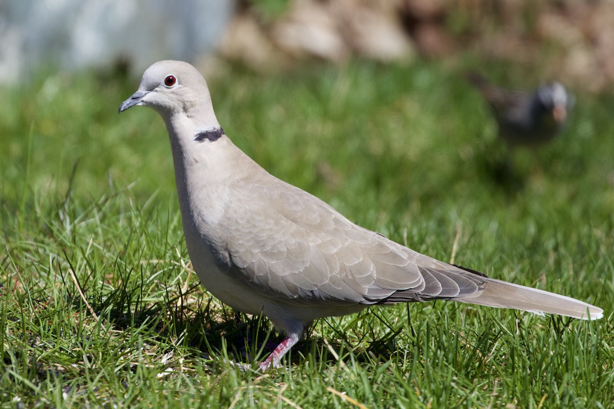 Eurasian Collared-Dove - ML332409961