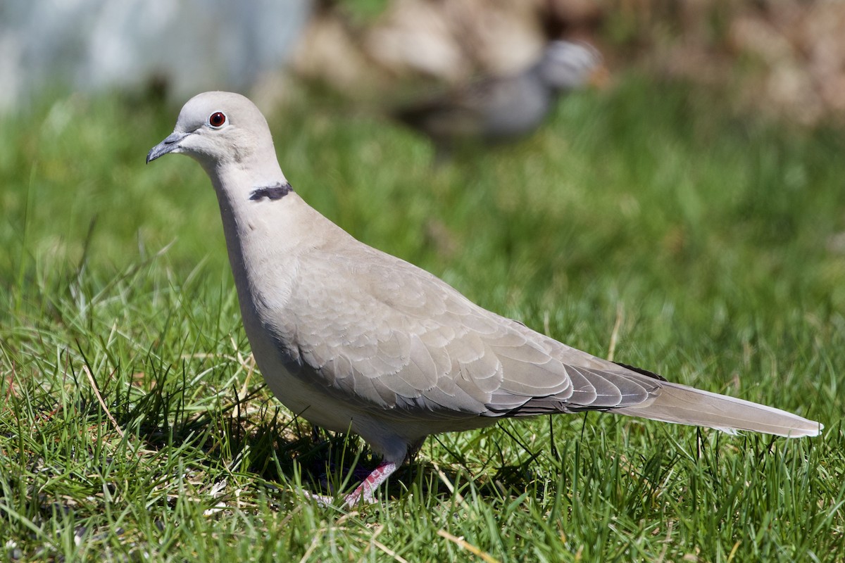 Eurasian Collared-Dove - ML332409981