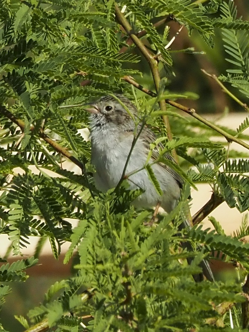 Brewer's Sparrow - ML332410911