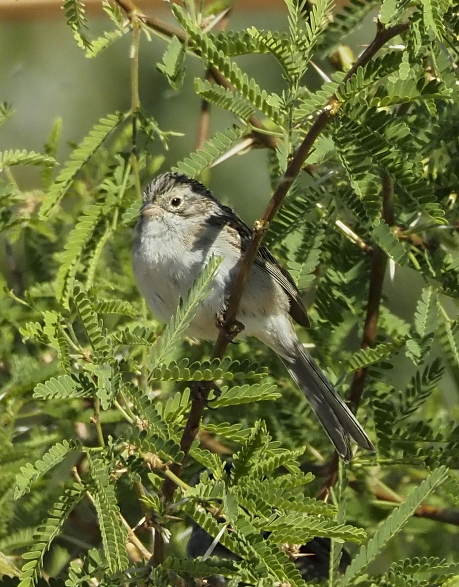 Brewer's Sparrow - ML332410921