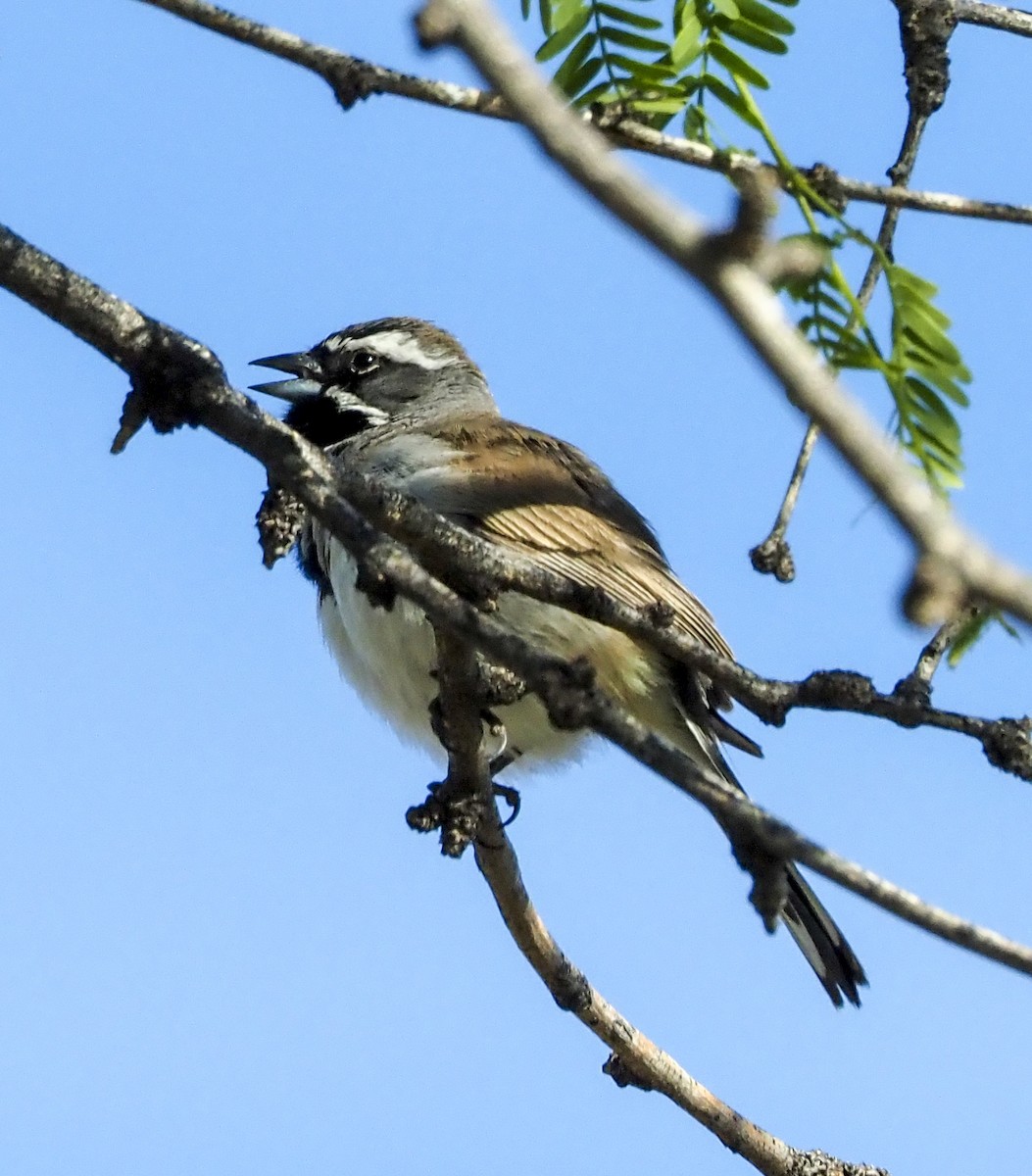 Black-throated Sparrow - Joan Powell