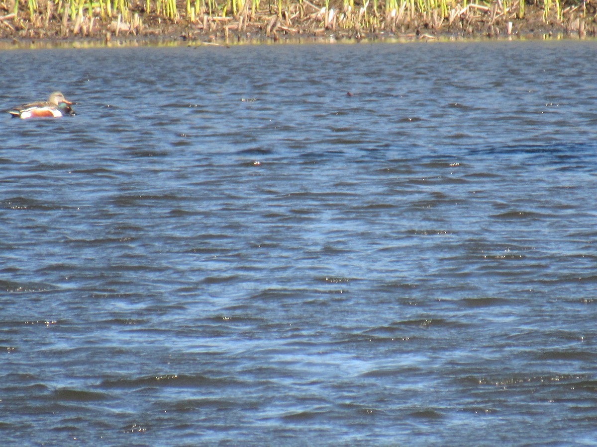 Northern Shoveler - ML332412301