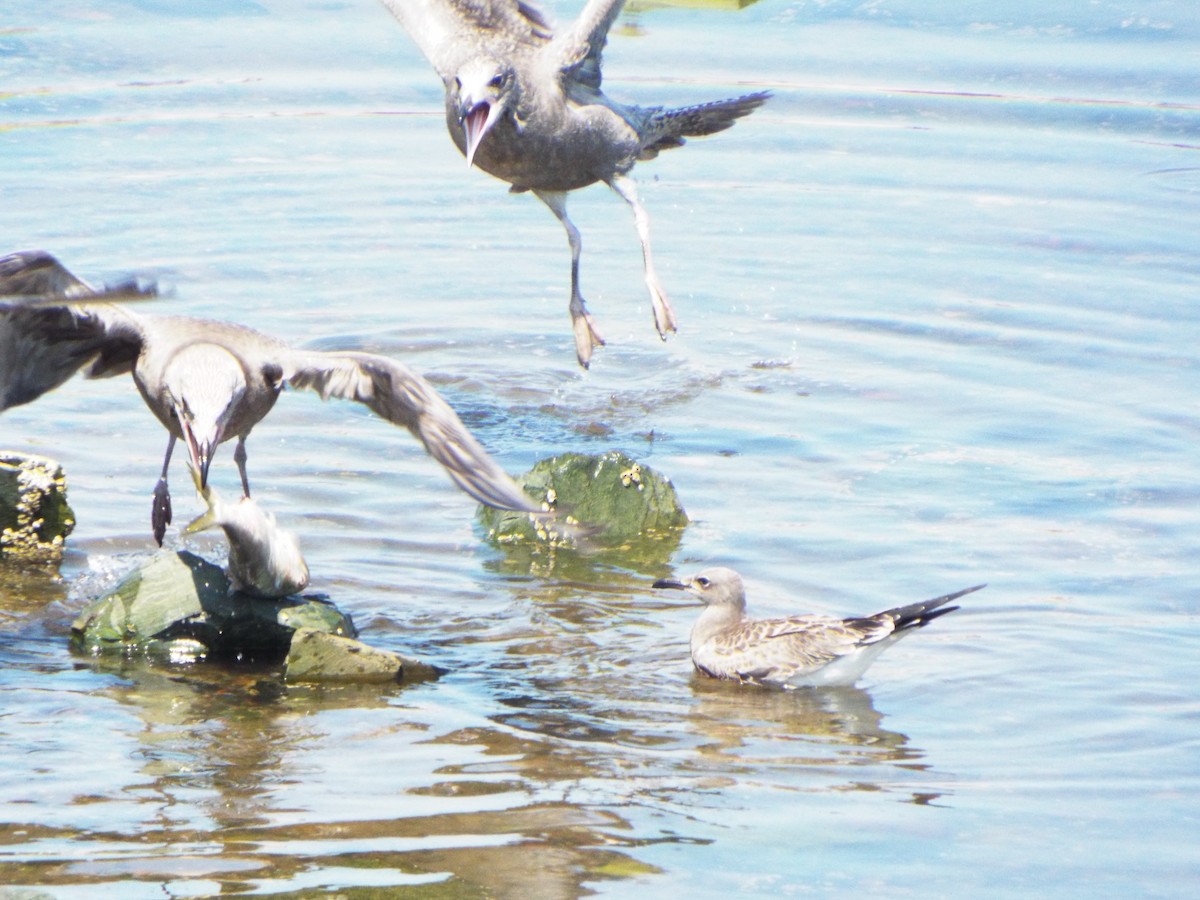 Laughing Gull - ML33241271