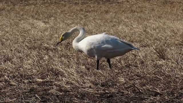 Whooper Swan - ML332413761