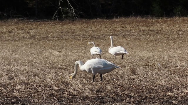 Whooper Swan - ML332413771