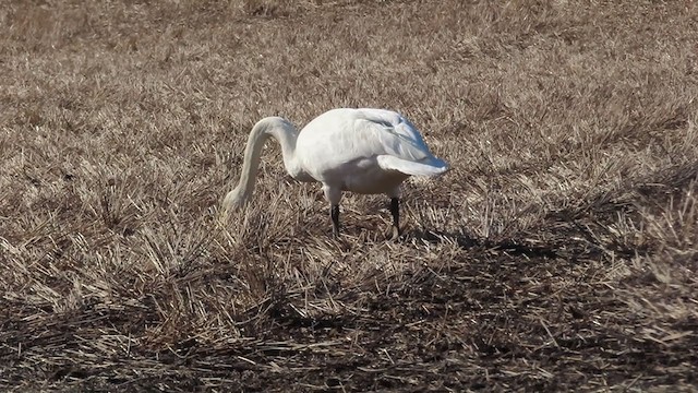 Лебідь-кликун - ML332414051