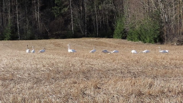 Whooper Swan - ML332414071