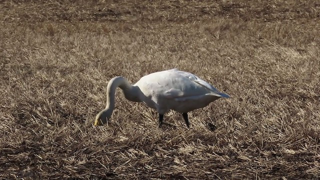 Whooper Swan - ML332414201