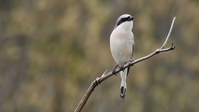 Red-backed Shrike - ML332415821