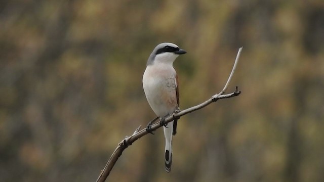 Red-backed Shrike - ML332416311