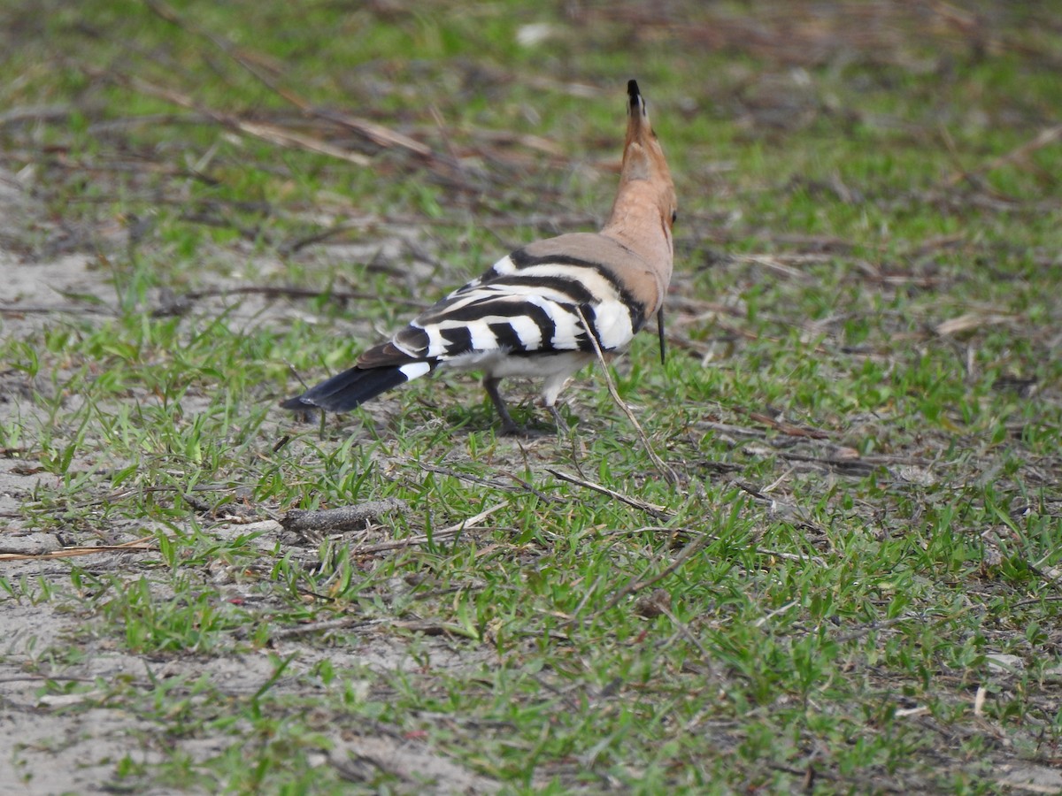 Eurasian Hoopoe - ML332416571