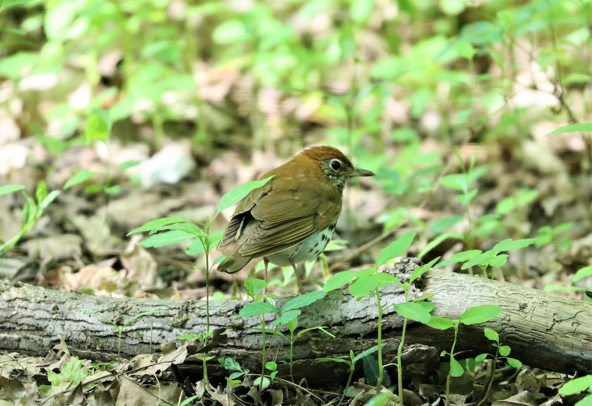 Wood Thrush - ML332417631