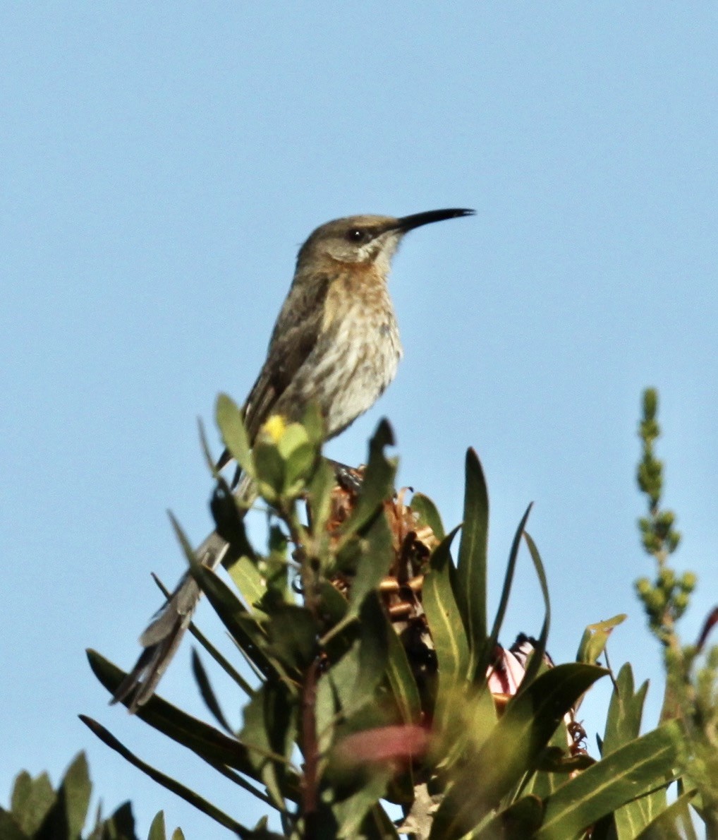 Cape Sugarbird - Connie Lintz