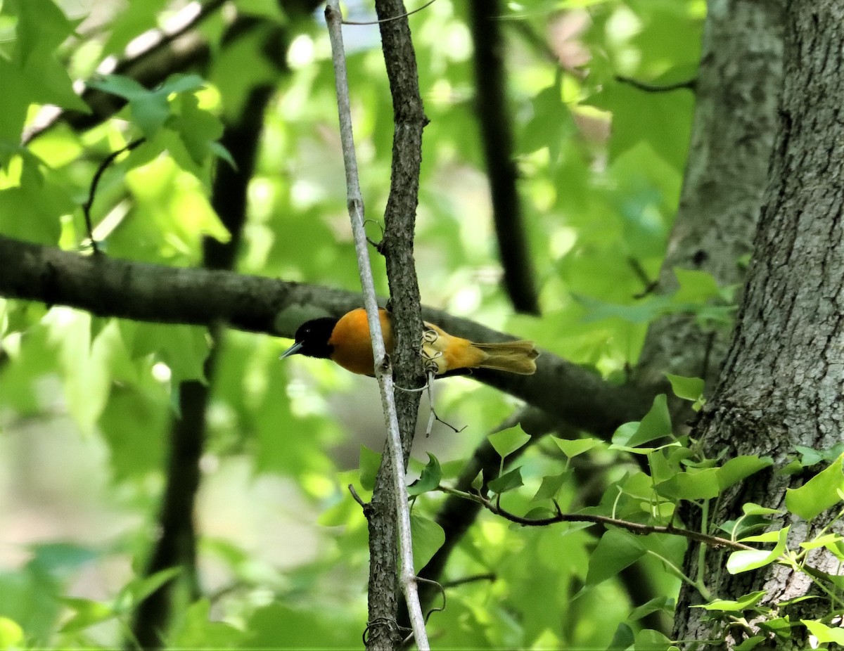Baltimore Oriole - ML332418441