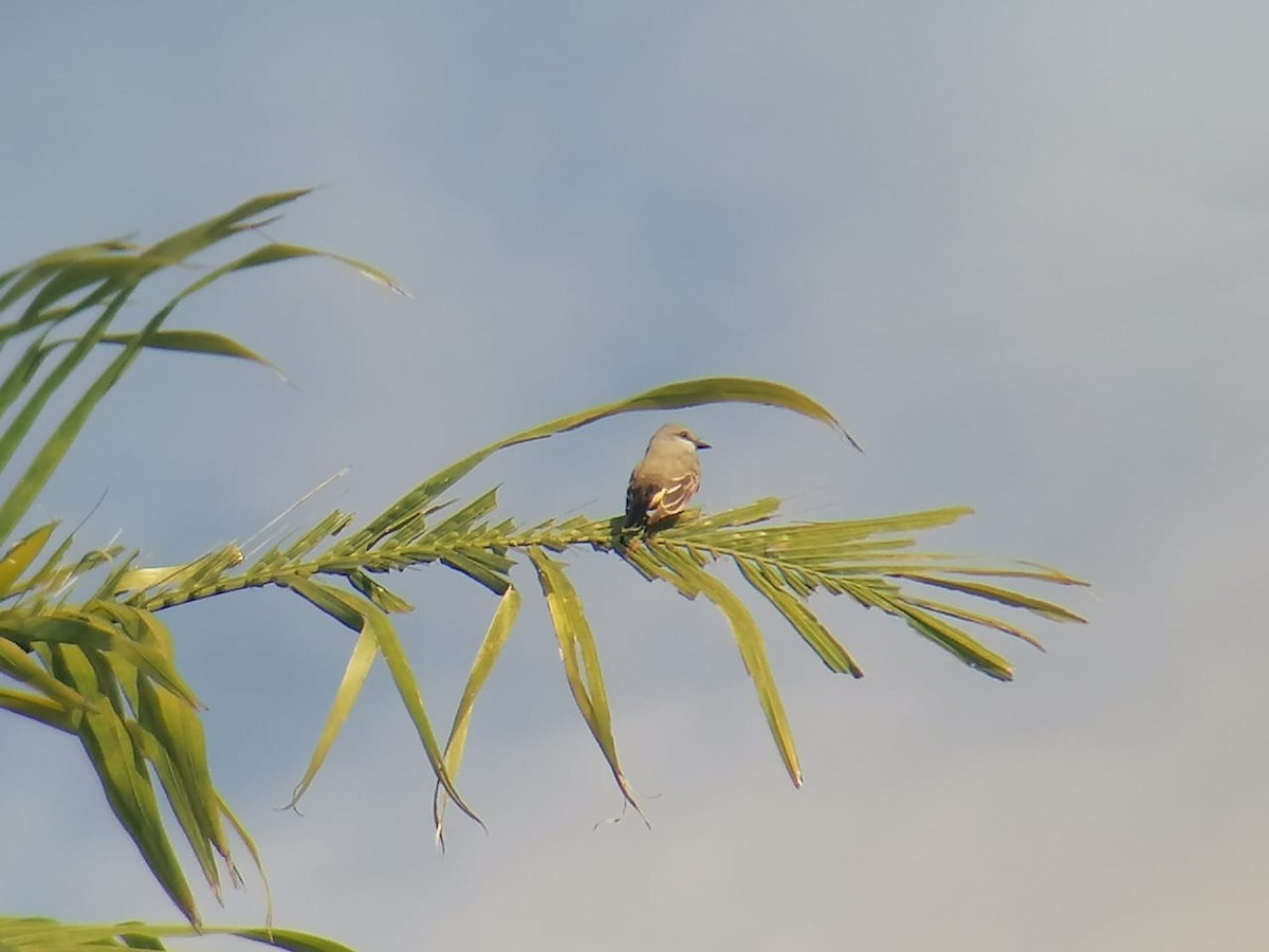 Western Kingbird - ML332418881