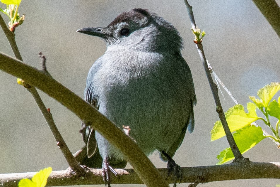 Gray Catbird - ML332419741