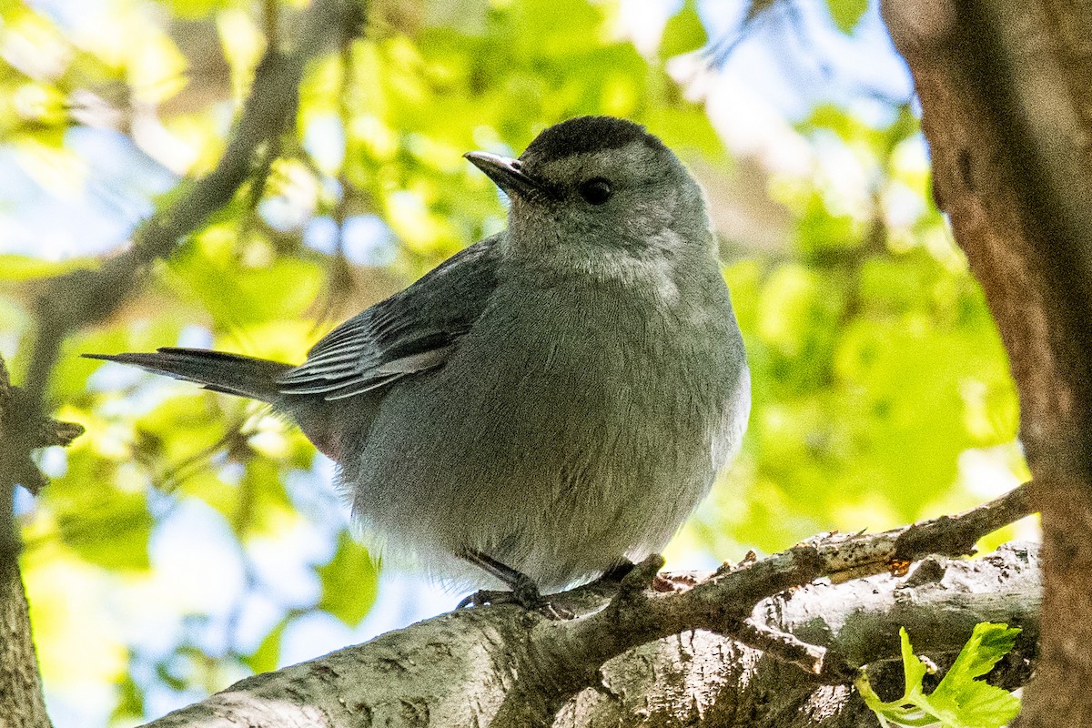 Gray Catbird - ML332419771