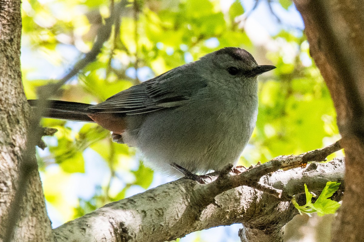 Gray Catbird - ML332419781