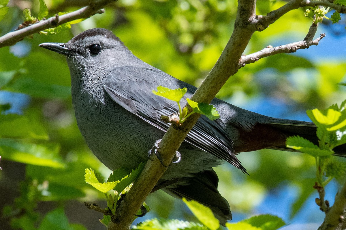 Gray Catbird - ML332419791