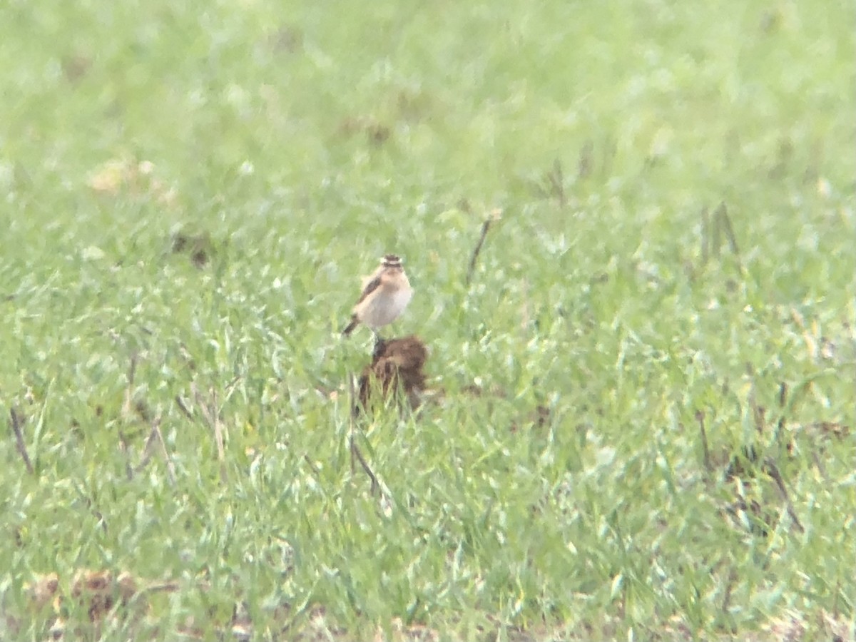 Whinchat - David Campbell