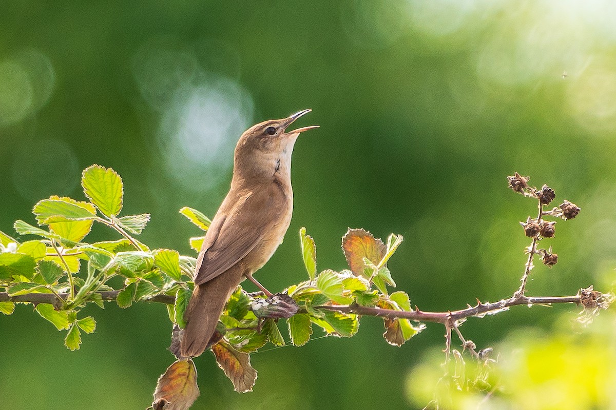 Savi's Warbler - ML332424001