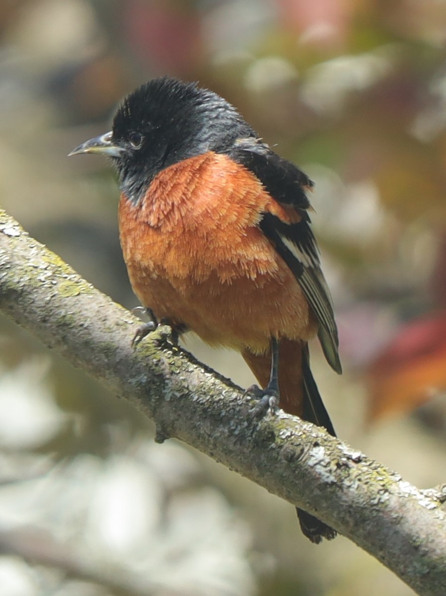 Orchard Oriole - ML332424801