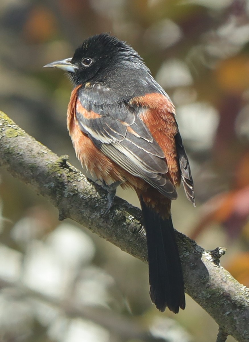 Orchard Oriole - ML332424811