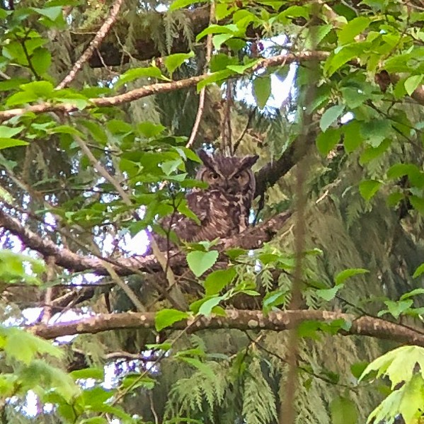 Great Horned Owl - ML332425971