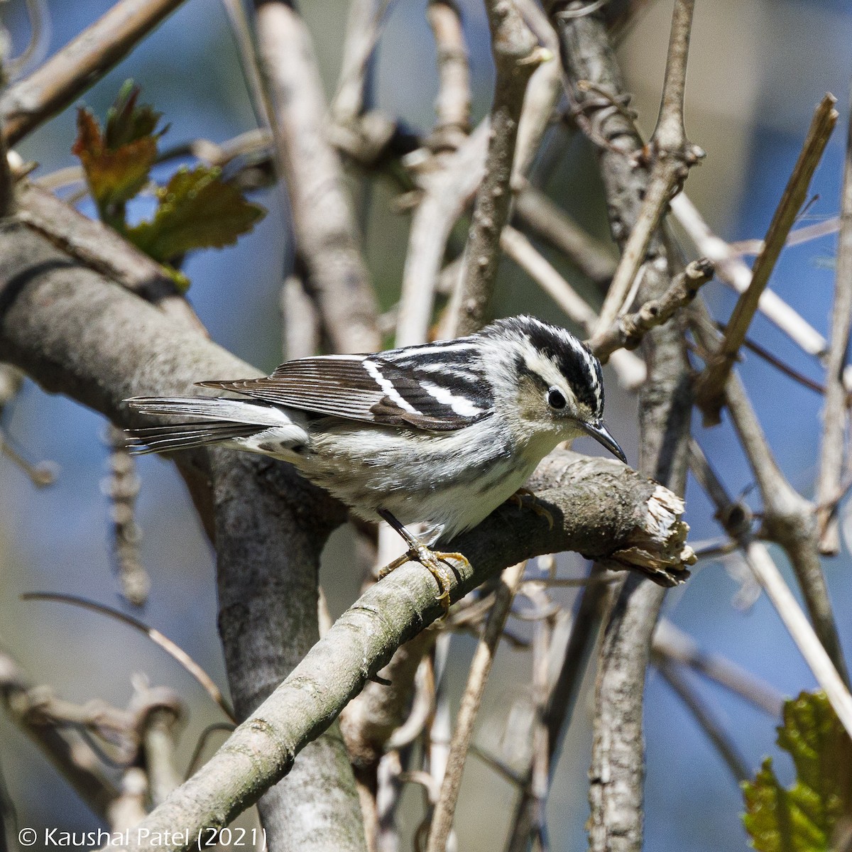 Black-and-white Warbler - ML332426331