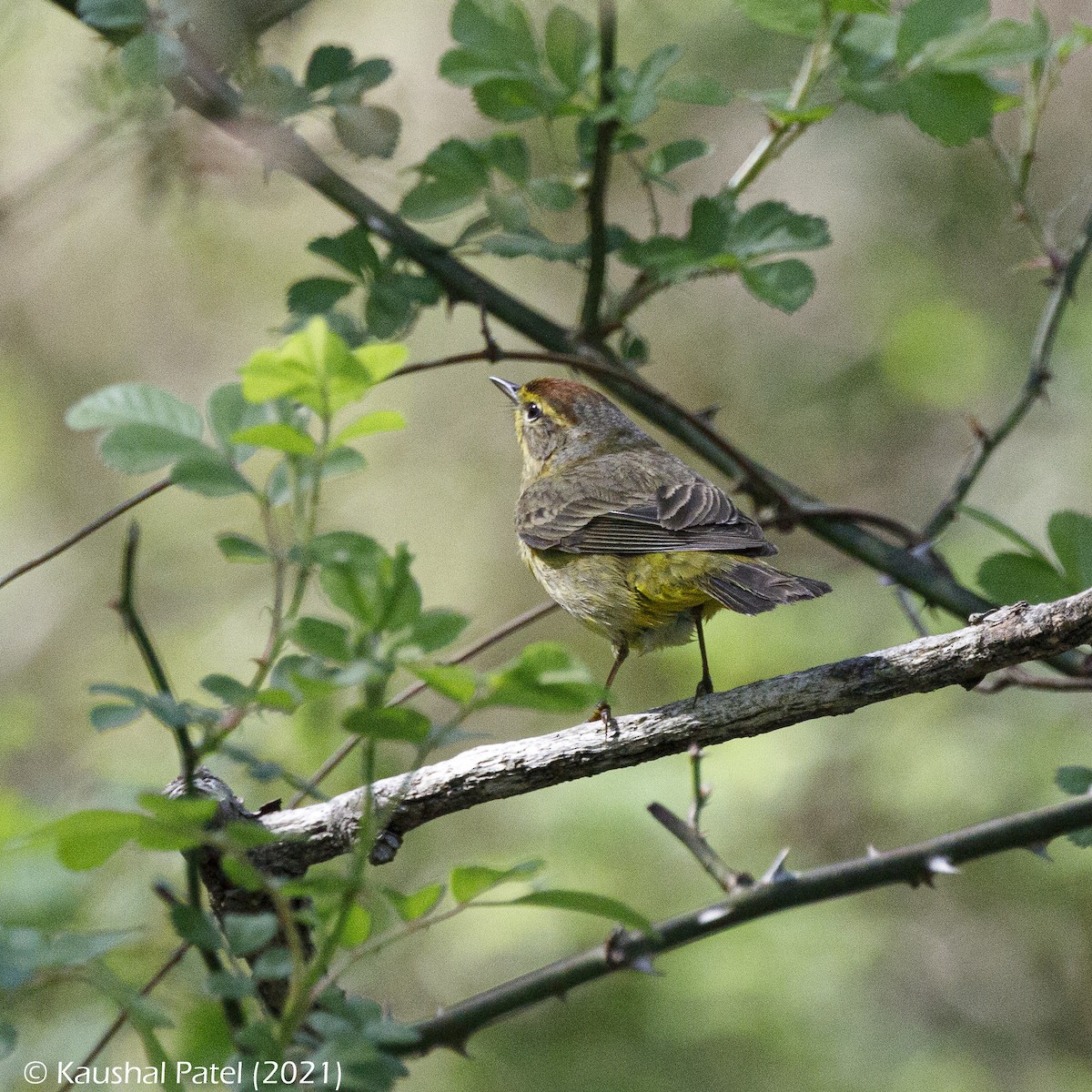 Palm Warbler (Western) - ML332426371