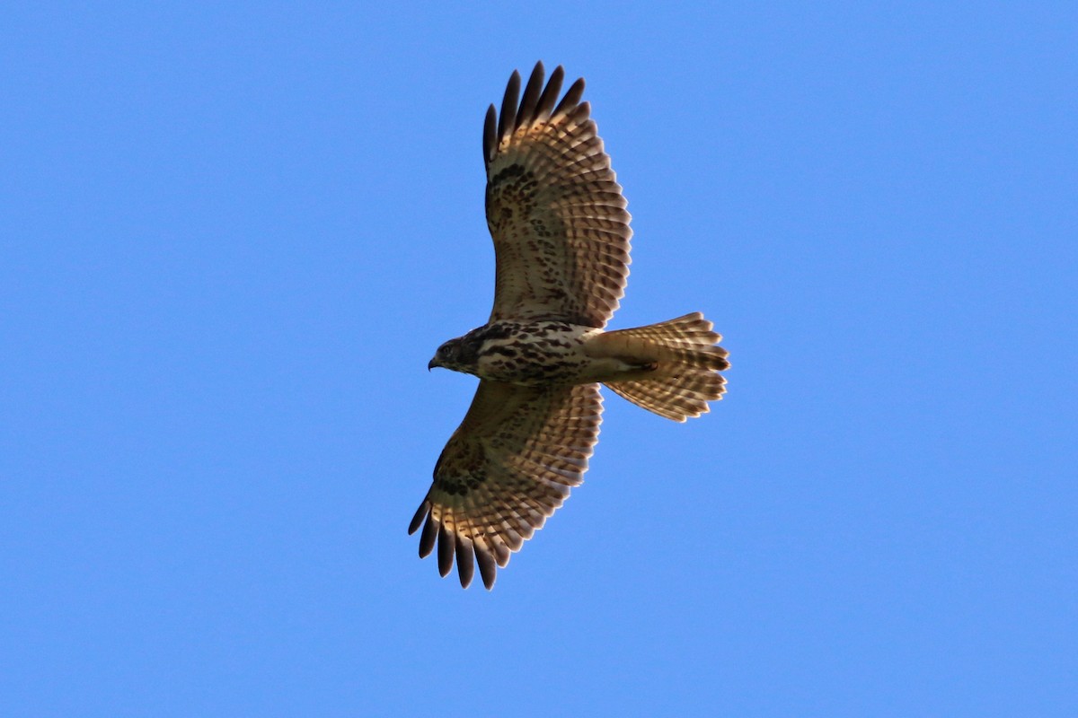 Red-shouldered Hawk - M Lombard
