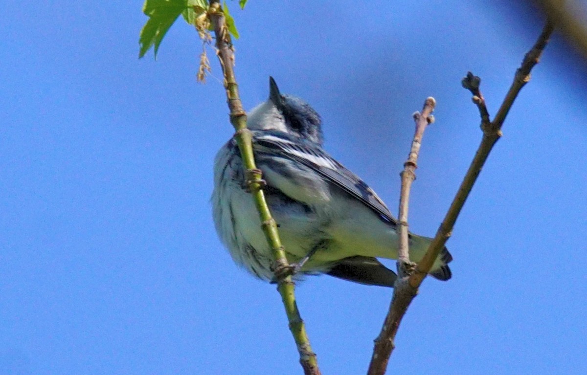 Cerulean Warbler - ML332429681