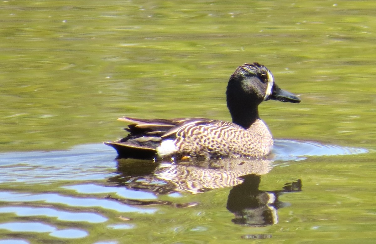 Blue-winged Teal - Merri R